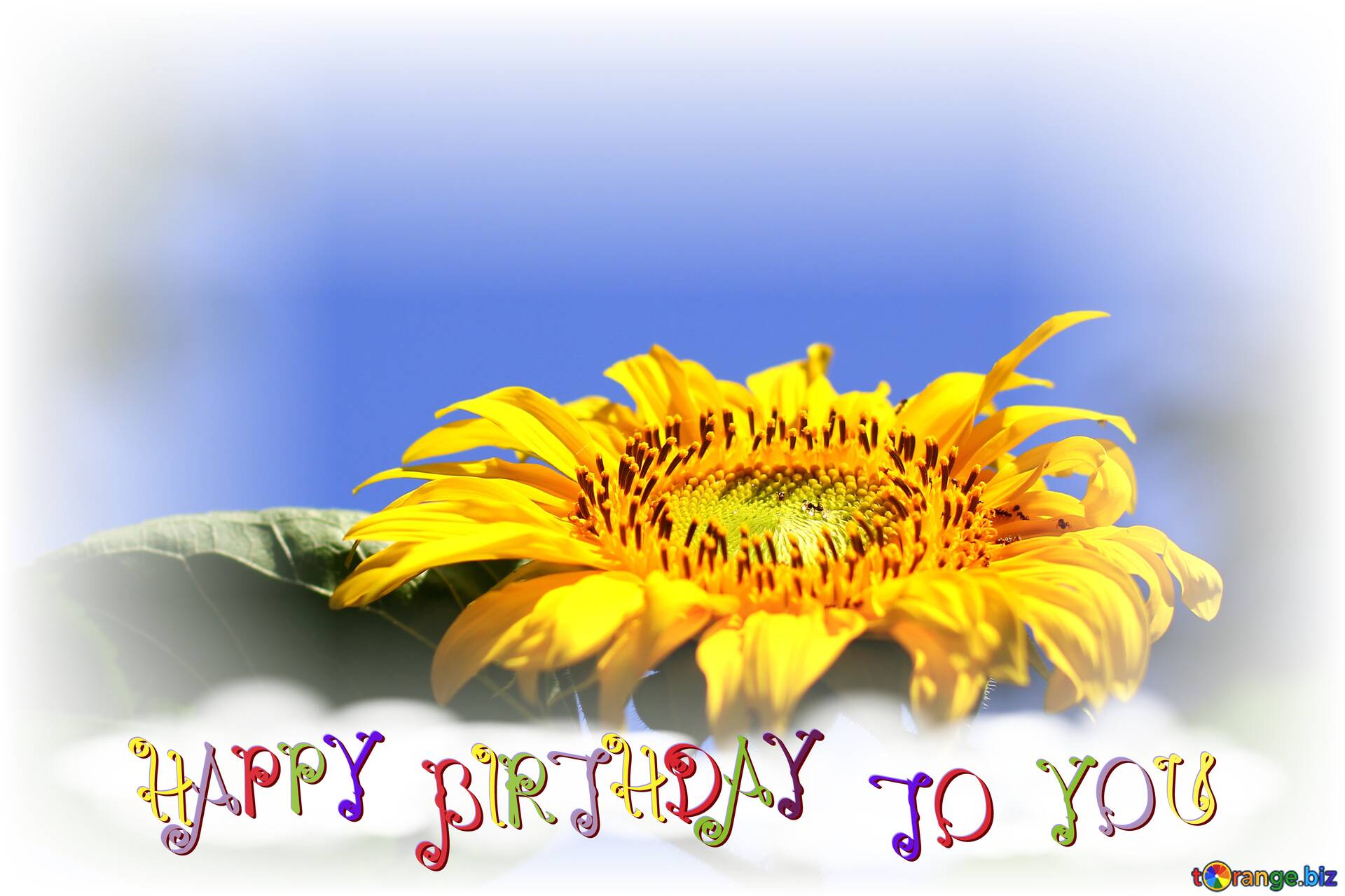 Summer congratulations Happy Birthday with sunflower flower №220080