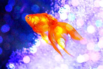 FX №220039 goldfish background