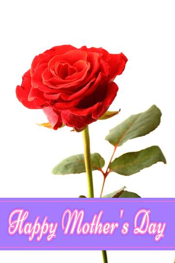FX №220633 Happy Mothers Day rose flower