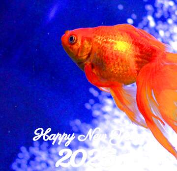 FX №220038 Happy New Year 2024 goldfish