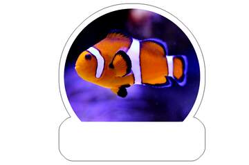 FX №220072 Nemo fish Sticker