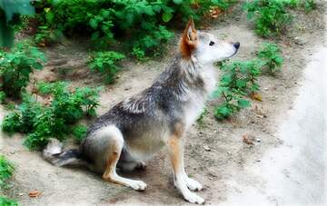 FX №220575 Wolf
