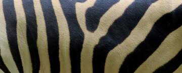 FX №220306 zebra skin texture