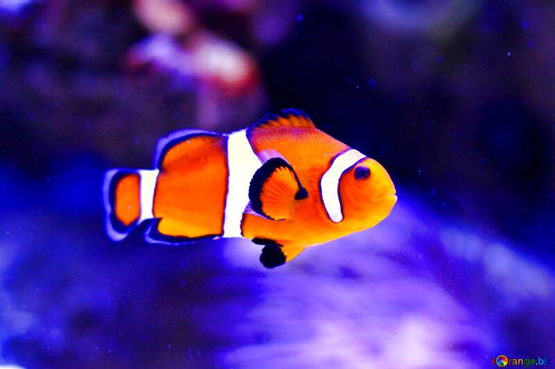 fish clown underwater №53839