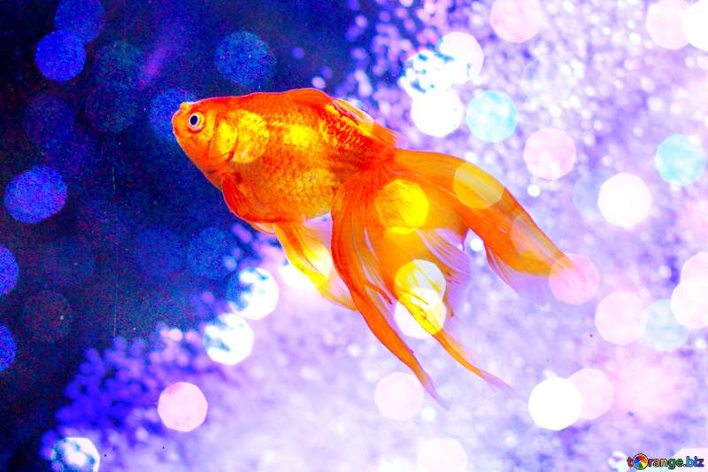 goldfish background №53787