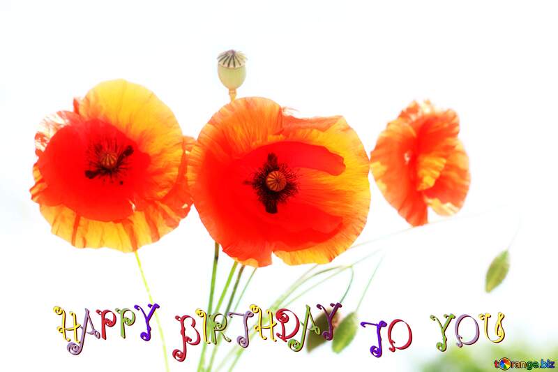 Happy Birthday poppy flower №37137