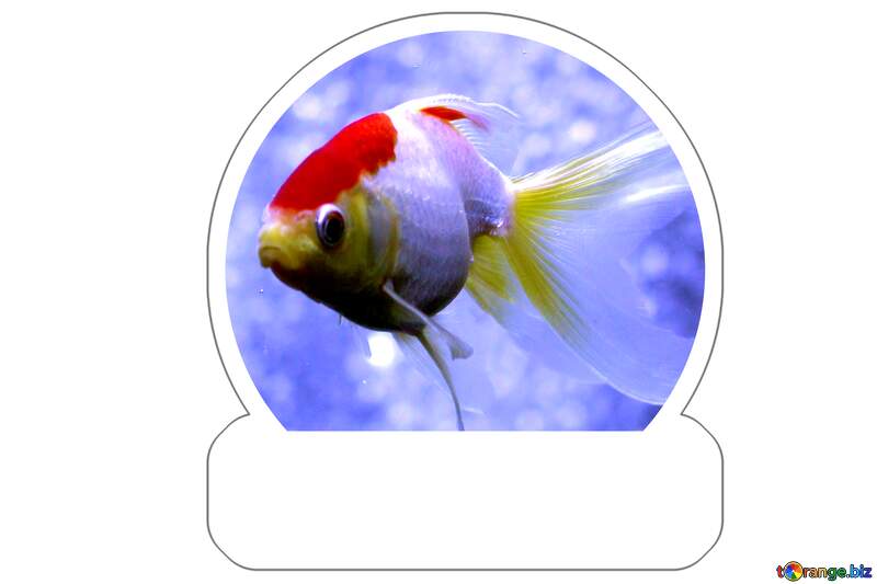 red and yellow fish on blue background №53790