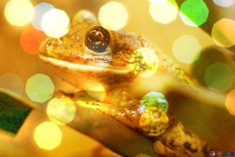 Tree frog background №45567
