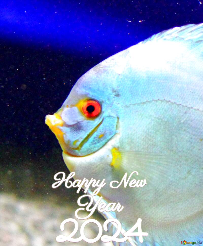 White  fish in blue water Happy New Year 2024 №53963