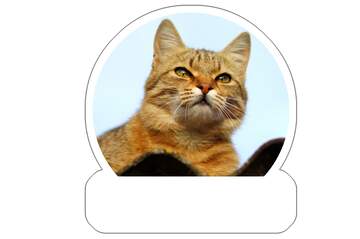 FX №221014 Cat on the roof Sticker template