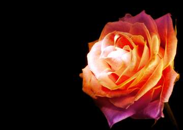 FX №221142 Fire red Rose