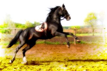 FX №221584 horse blur frame