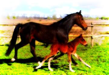FX №221588 horse and foal  white blur frame