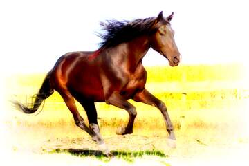 FX №221585 horse white blur frame