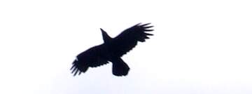 FX №221338 Raven flying