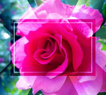 FX №221408 rose flower
