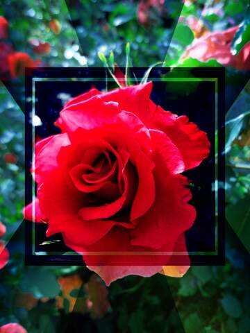 FX №221405 rose template