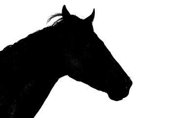 FX №221607 Silhouette the face of horse