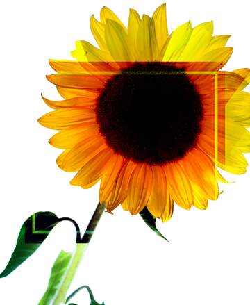 FX №221194 Sunflower template