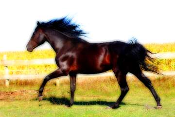 FX №221561 Ukrainian horse background