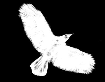 FX №221334 White Raven   Crow silhouette drawing clipart