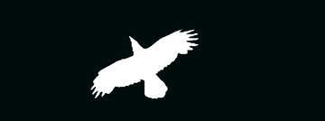 FX №221339 White Raven flying