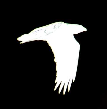 FX №221336 White Raven  in  sky