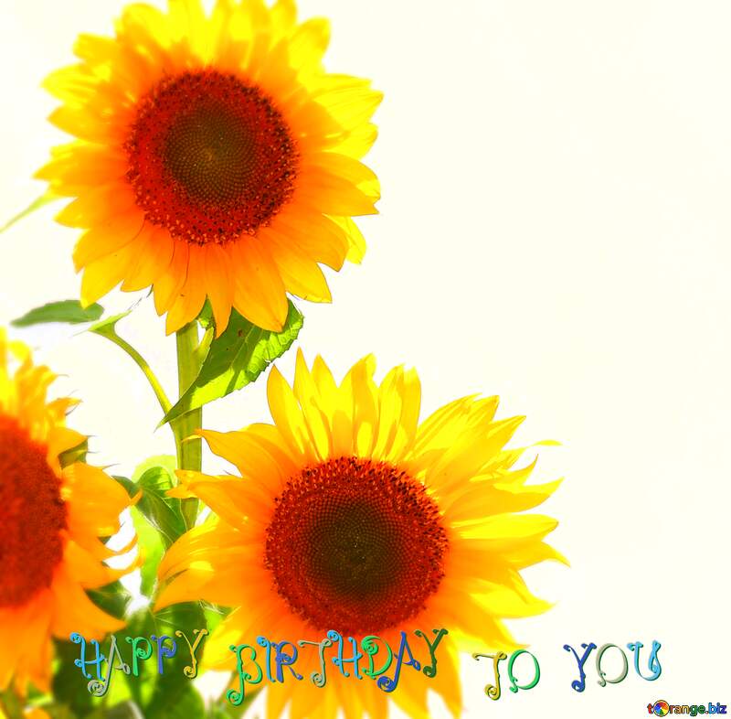 Bouquet of sunflowers Happy Birthday №32698