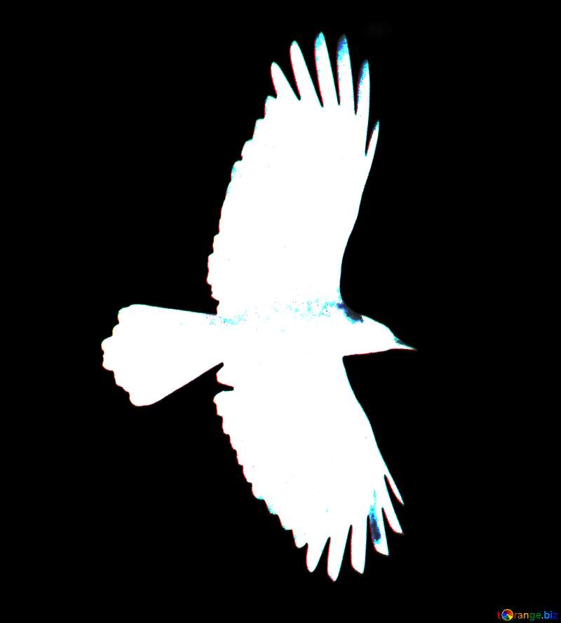 Raven white flying №7543