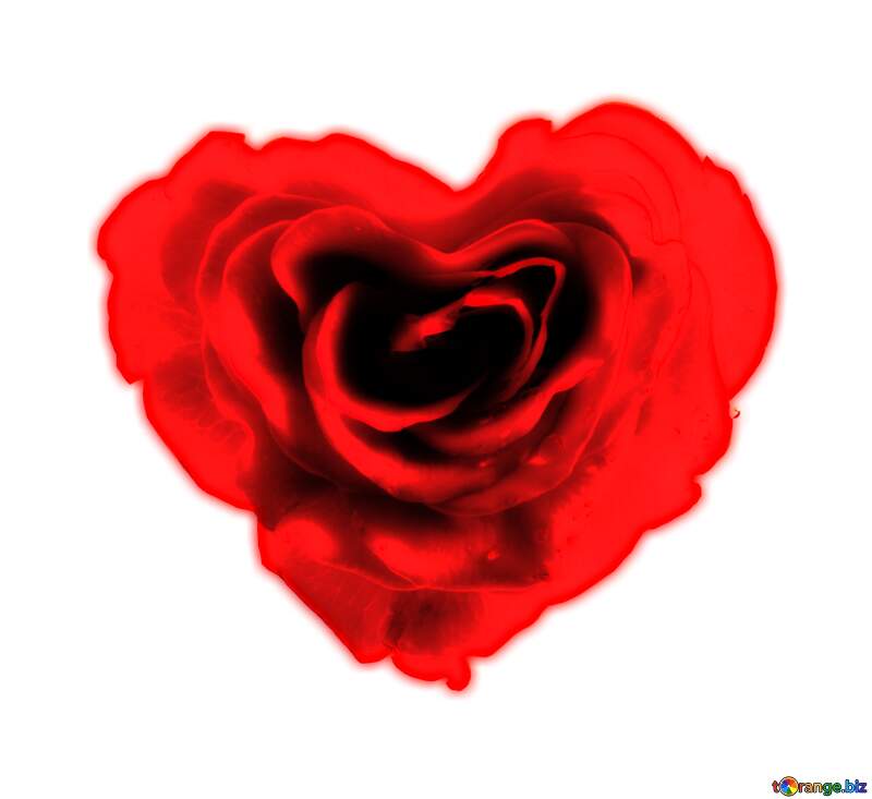 Rose heart red flower №17029