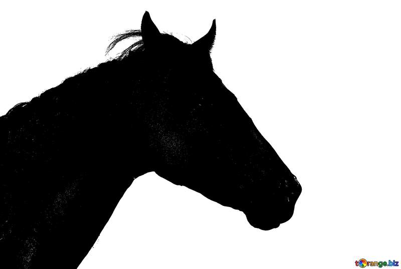 Silhouette the face of horse №36645