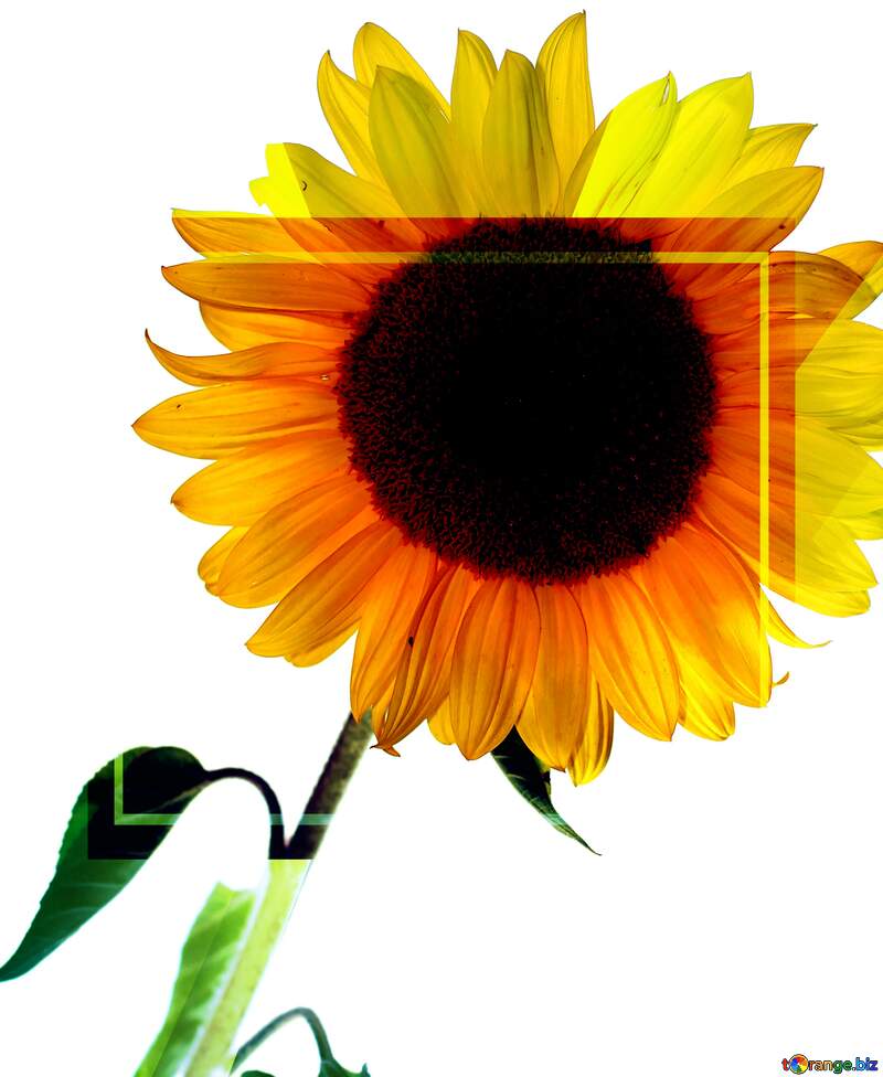 Sunflower template №32794