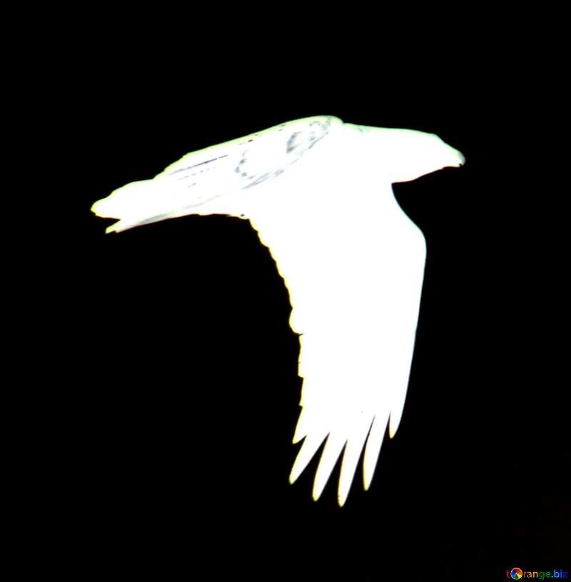 White Raven  in  sky №9661
