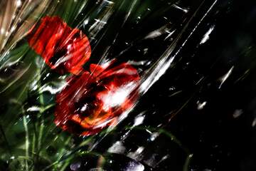 FX №222217 Beautiful Glass poppies flower  background