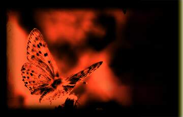 FX №222483 butterfly background