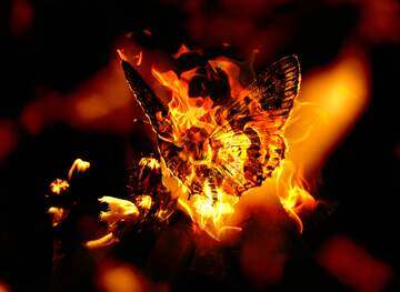 FX №222472 Fire Flying butterfly