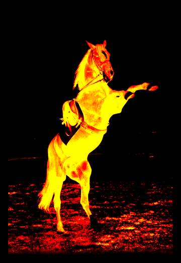 FX №222453 Fire Horse standing on hind legs