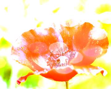 FX №222969 Poppy flower background