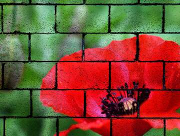 FX №222963 Poppy flowers blocks wall art background