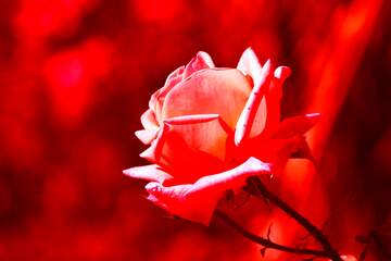 FX №222416 Red rose flower