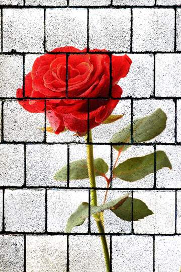 FX №222220 A rose flower  wall blocks