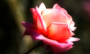 FX №222186 Rose pink flower close-up bud wildflower