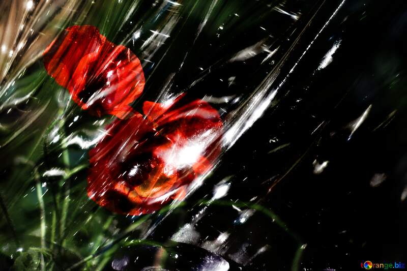 Beautiful Glass poppies flower  background №37107