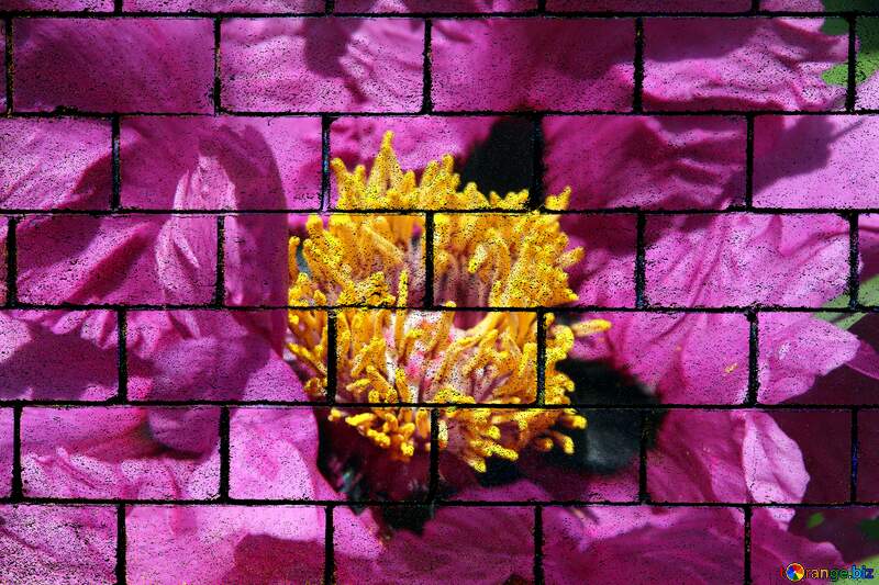 Bright large peony flower wall blocks №4782