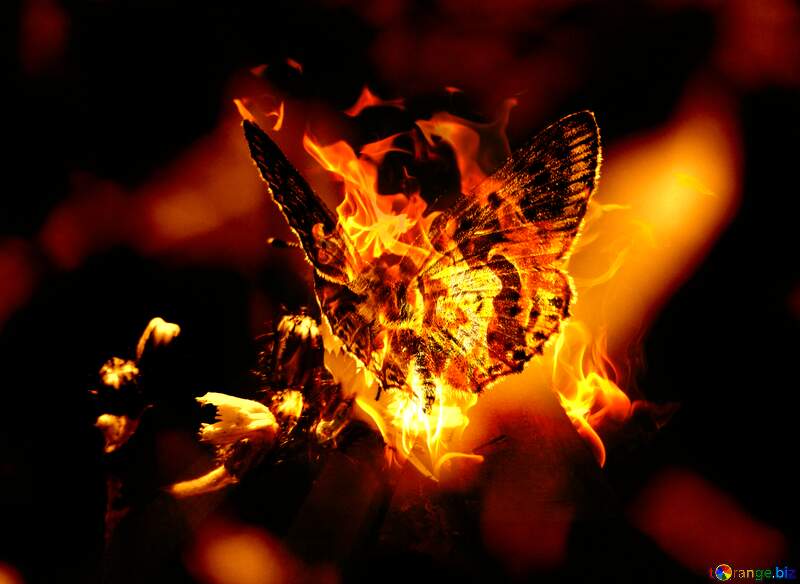 Fire Flying butterfly №25913