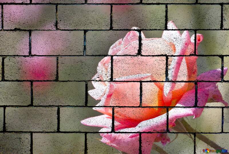 Pink rose wall blocks №4210