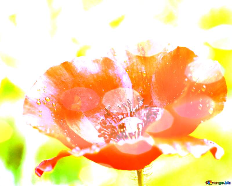Poppy flower background №34254
