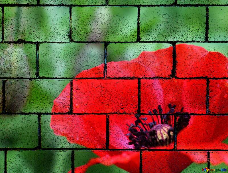 Poppy flowers blocks wall art background №34254