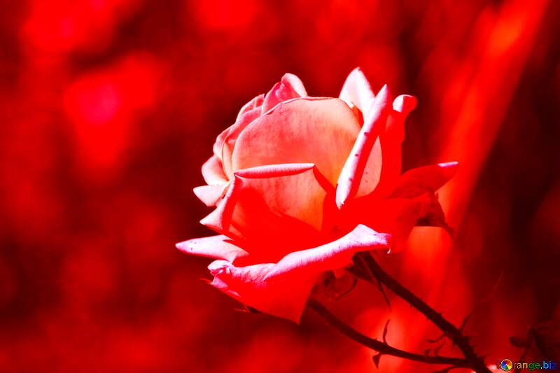 Red rose flower №4210