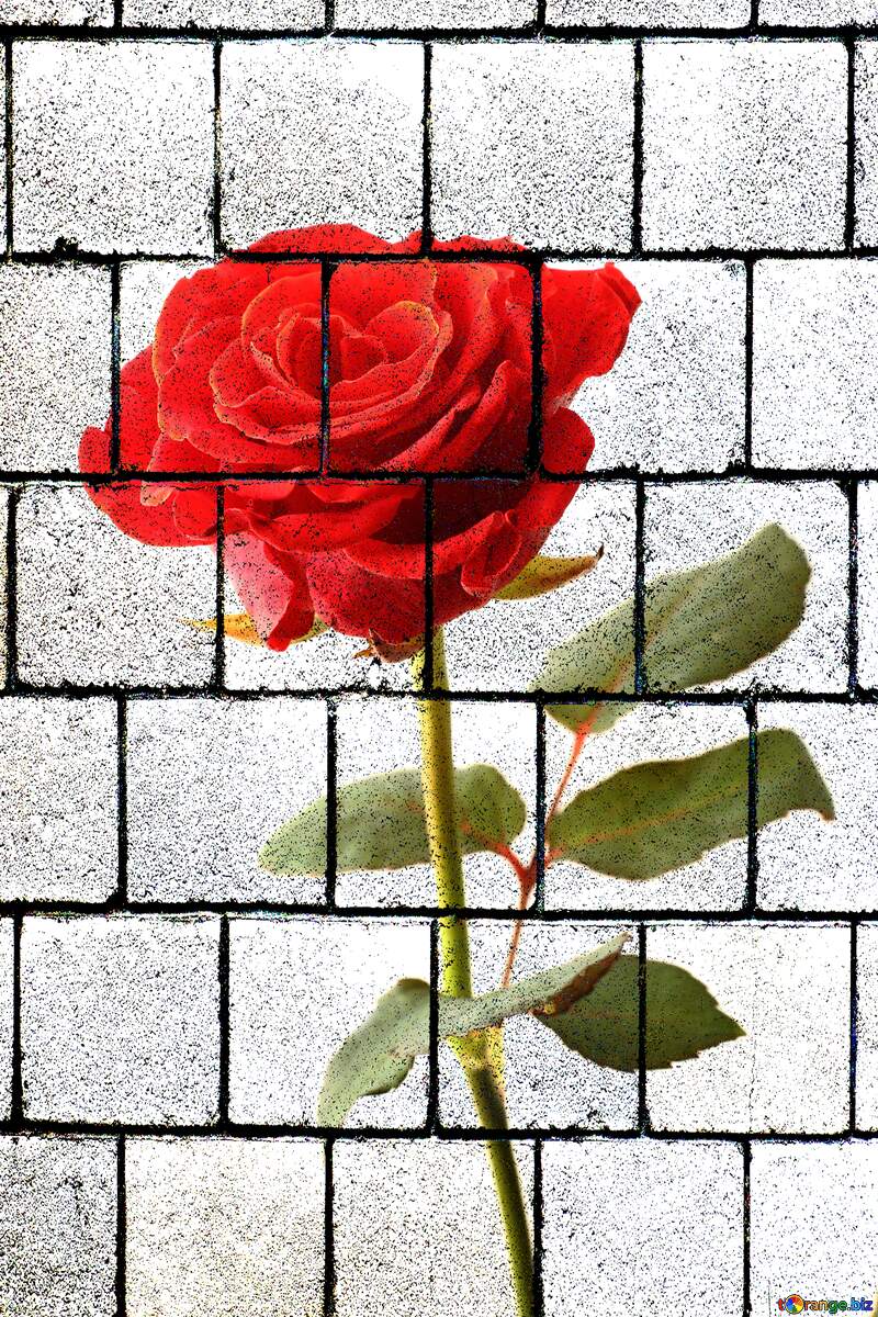 A rose flower  wall blocks №17043